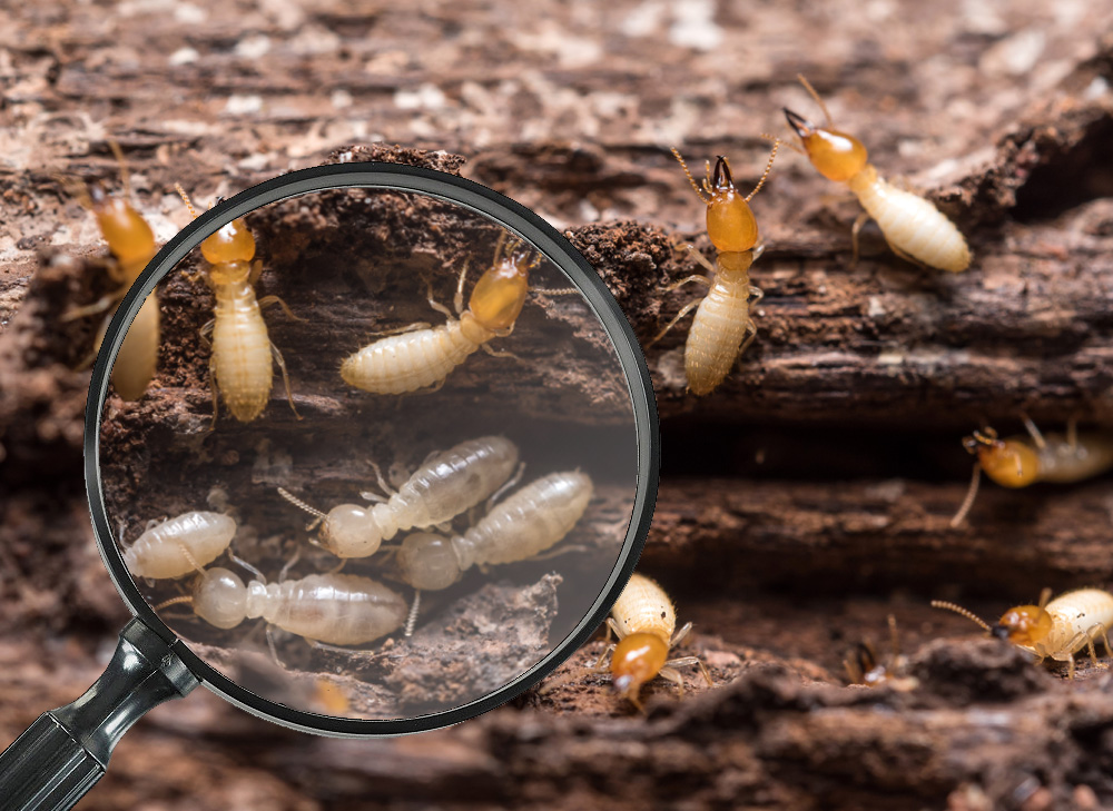 termite image